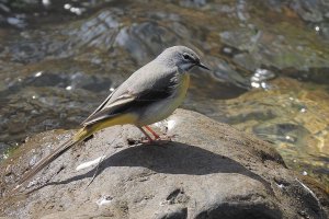 grey wagtail