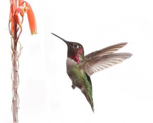 Anna's Hummingbird