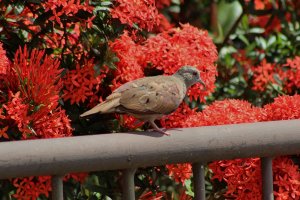 Ruddy Ground Dove (female)
