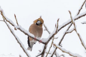 Hawfinch look