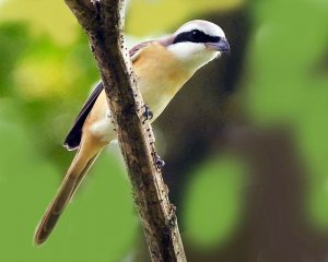 Male Brown shrike