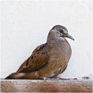 Ruddy Ground Dove (fledgling)