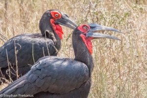 Southern Ground Hornbill