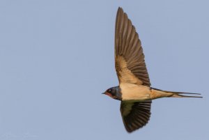 Swallow in flight