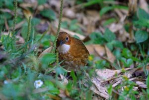 Red-and-white Antpitta