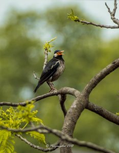 Asian pied starling