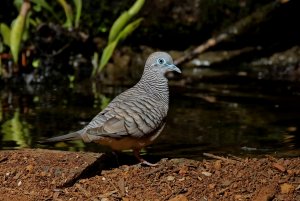 Peaceful Dove