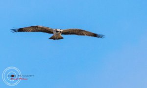 Osprey at Loch of the Lowes - Dunkeld