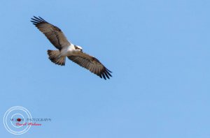 Osprey at Loch of the Lowes - Dunkeld