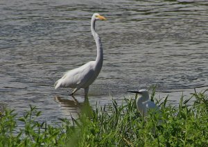 Great Egret & Little Egret