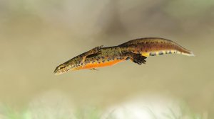 Carpathian Newt