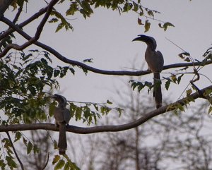 Indian grey hornbills