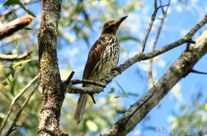 Olive-backed oriole