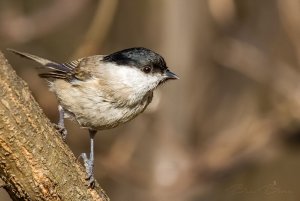 Marsh tit posing