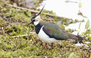 Northern Lapwing