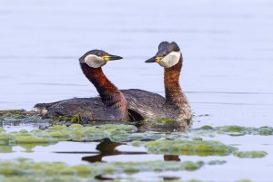 Red-necked grebe