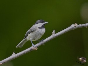 Carolina Chickadee