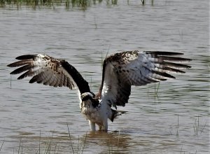 Osprey