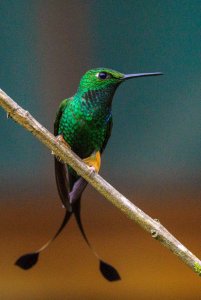 Rufous-booted Racket-tail