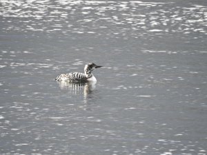 Northern diver?