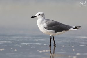 Laughing gull