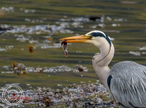 Grey Heron got a bite!