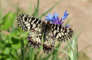 Southern Festoon