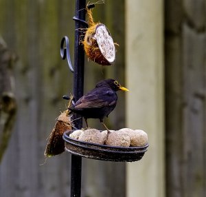Blackbird pinching