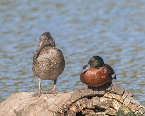 Freckled Duck and Chestnut Teal