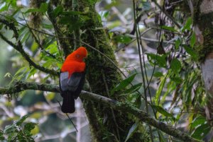 Andean Cock-of-the-Rock