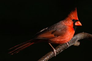 Cardinal Perched