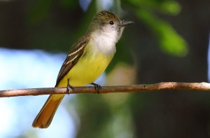 Great Crested Flycatcher