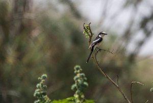 Masked Shrike