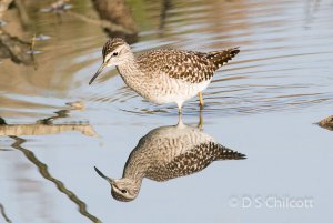 Wood sandpiper