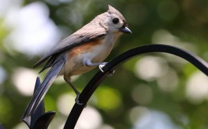 Tufted Titmouse.