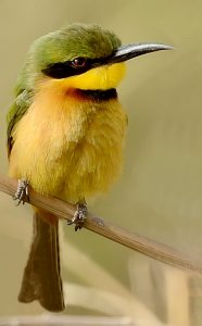 Little Bee-eater