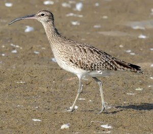 Whimbrel