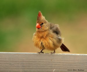 fluffy Cardinal