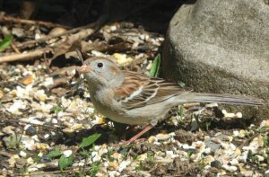 LIFER- Field Sparrow