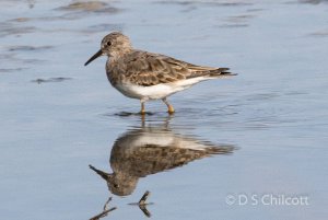 Temminck's stint