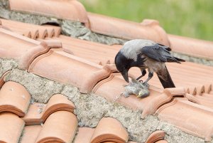 Hooded crow