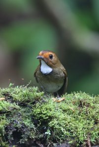 Rufous Browed Flycatcher