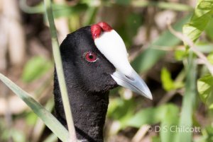 Red-knobbed coot