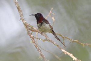 Black Throated Sunbird