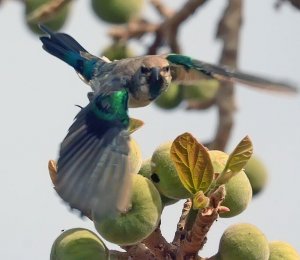 Beautiful Sunbird