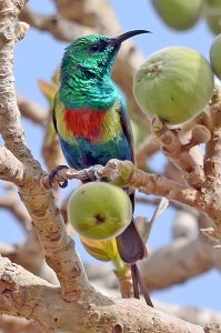 Beautiful Sunbird