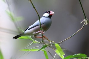 Java Sparrow