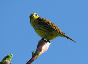 yellowhammer