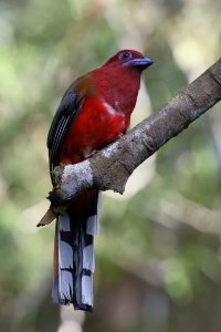 Red Headed Trogon