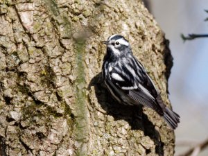 Black and White Warbler